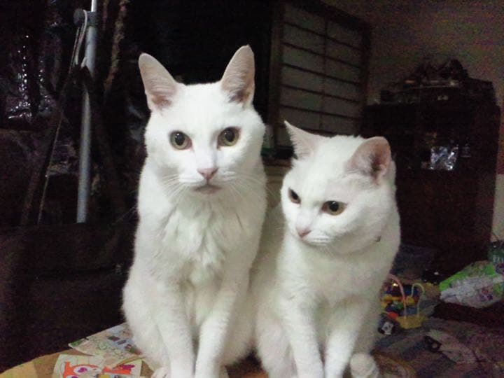 よろしくお願い申し上げます。