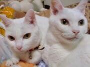 よろしくお願い申し上げます。