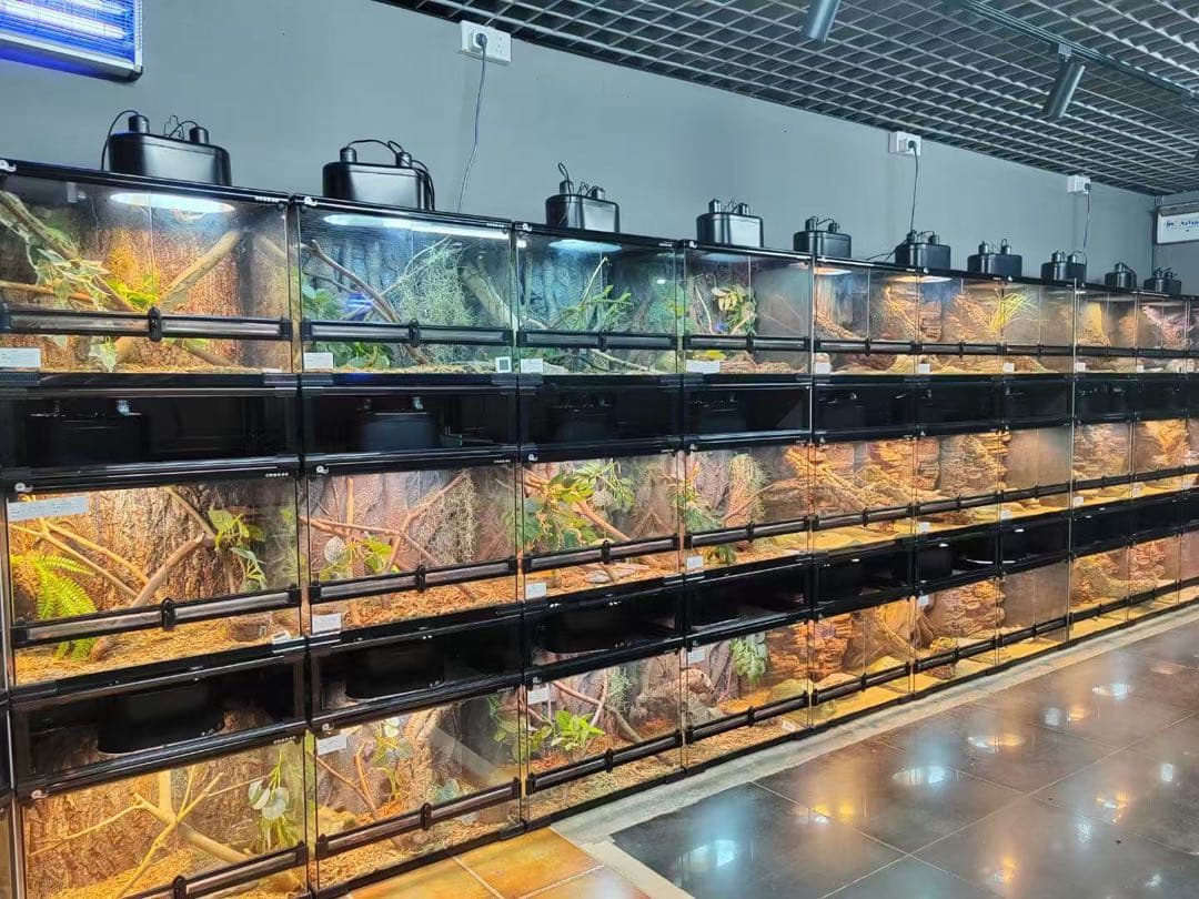 爬虫類用品卸爬虫類飼育ガラスケージ両生類飼育ケージ603030cm首都圏自社発送