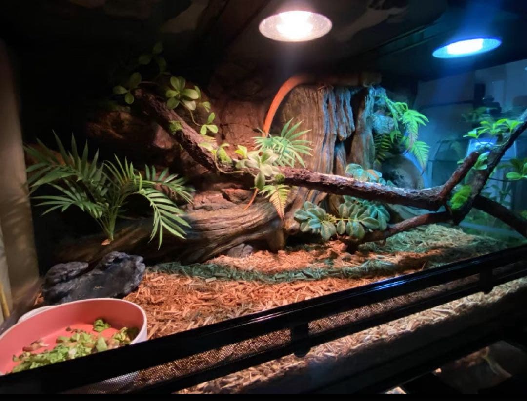 爬虫類用品卸爬虫類飼育ガラスケージ両生類飼育ケージ603030cm首都圏自社発送