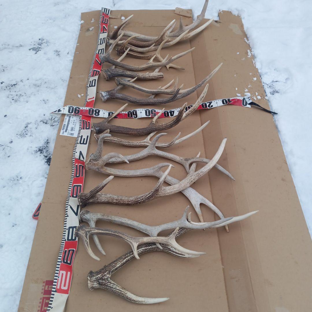 S*i様 蝦夷鹿の角 犬のおもちゃ 工芸品などに　3番