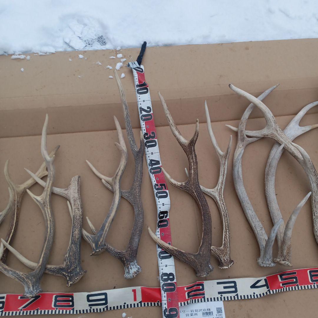 S*i様 蝦夷鹿の角 犬のおもちゃ 工芸品などに　3番
