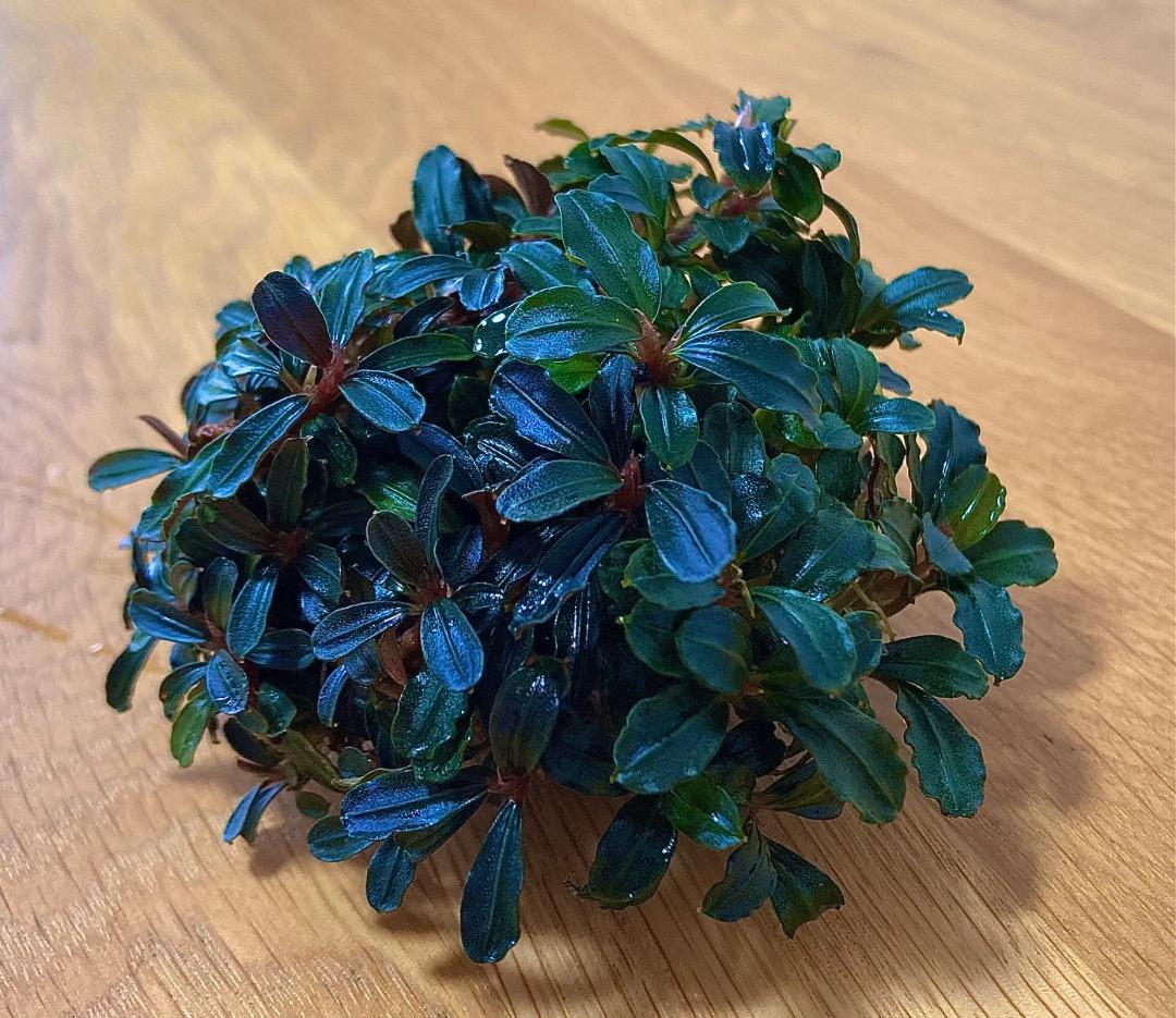 水草 Bucephalandra sp. Mini Phantom ADA Dooa