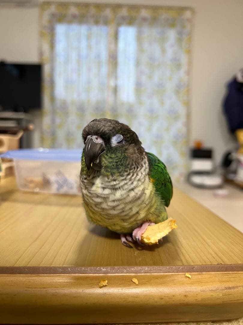 みつ豆さまご確認ページ