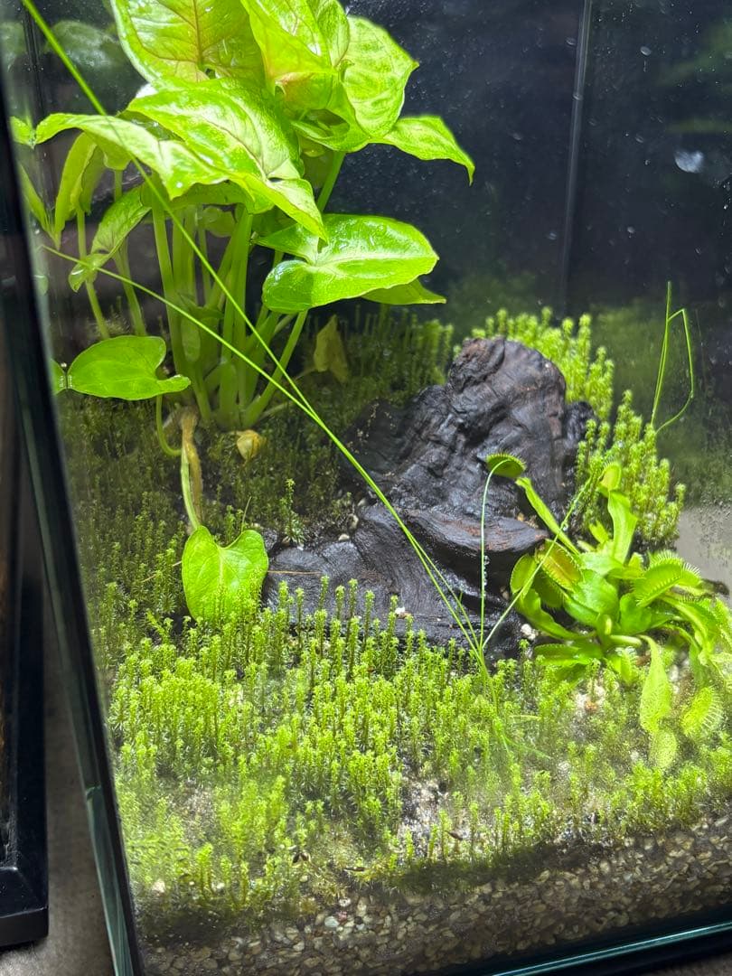 苔とハエトリ草のテラリウム