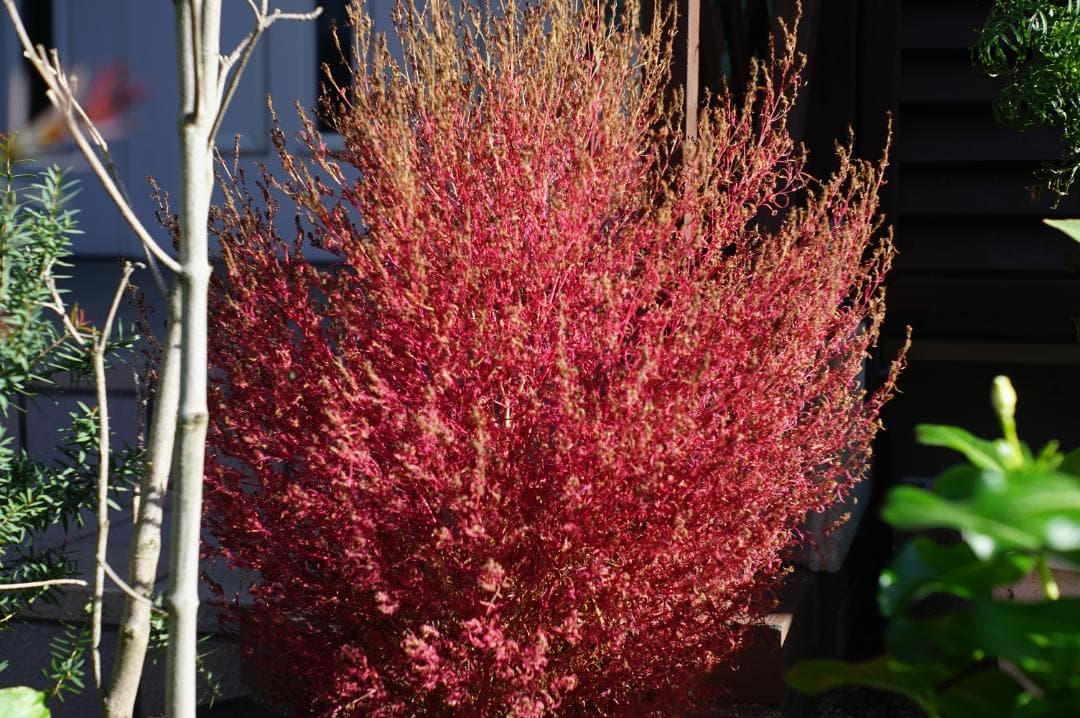 綺麗 光学良し LEICA IIIg / Elmar 50mm F3.5