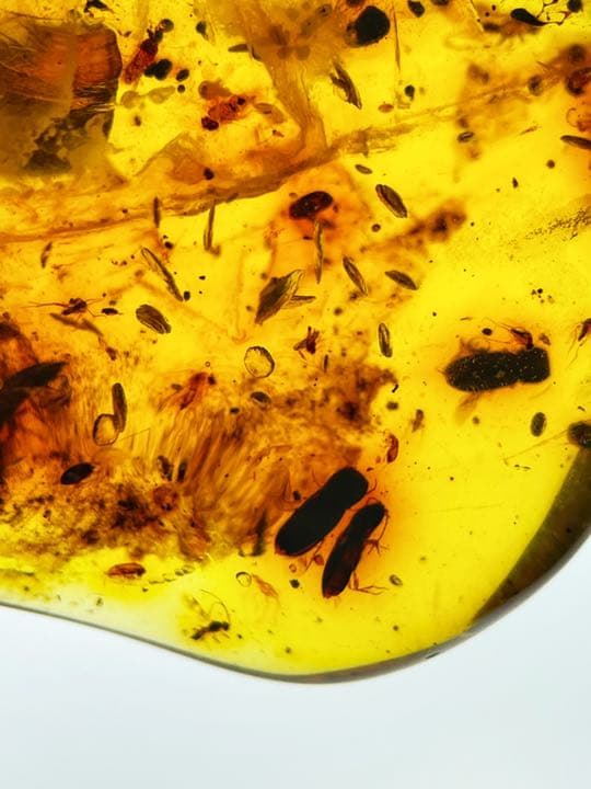 大粒　天然虫入り琥珀　アンバー　夏休み　自由研究　化石　恐竜