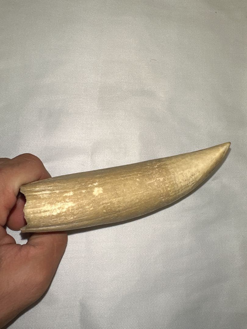 マッコウクジラ　牙　鯨の牙