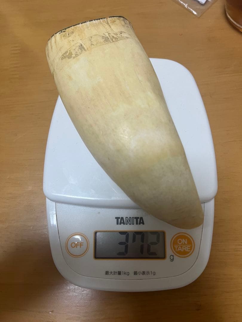 希少　マッコウクジラ　歯　372g