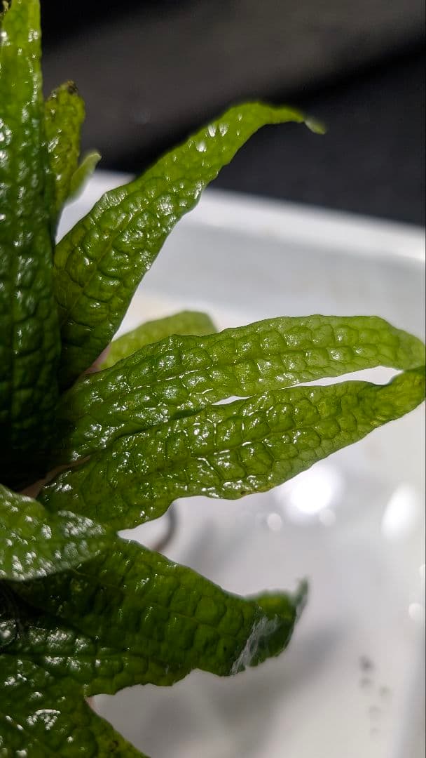 超特大！ LA便 ミクロソリウム ミンダナオ