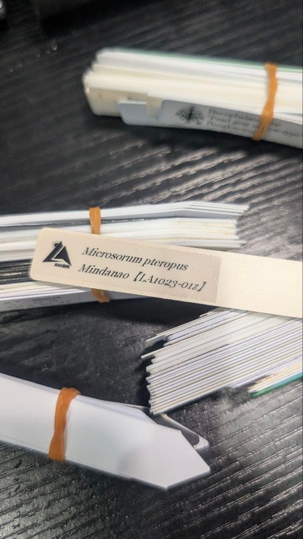 超特大！ LA便 ミクロソリウム ミンダナオ