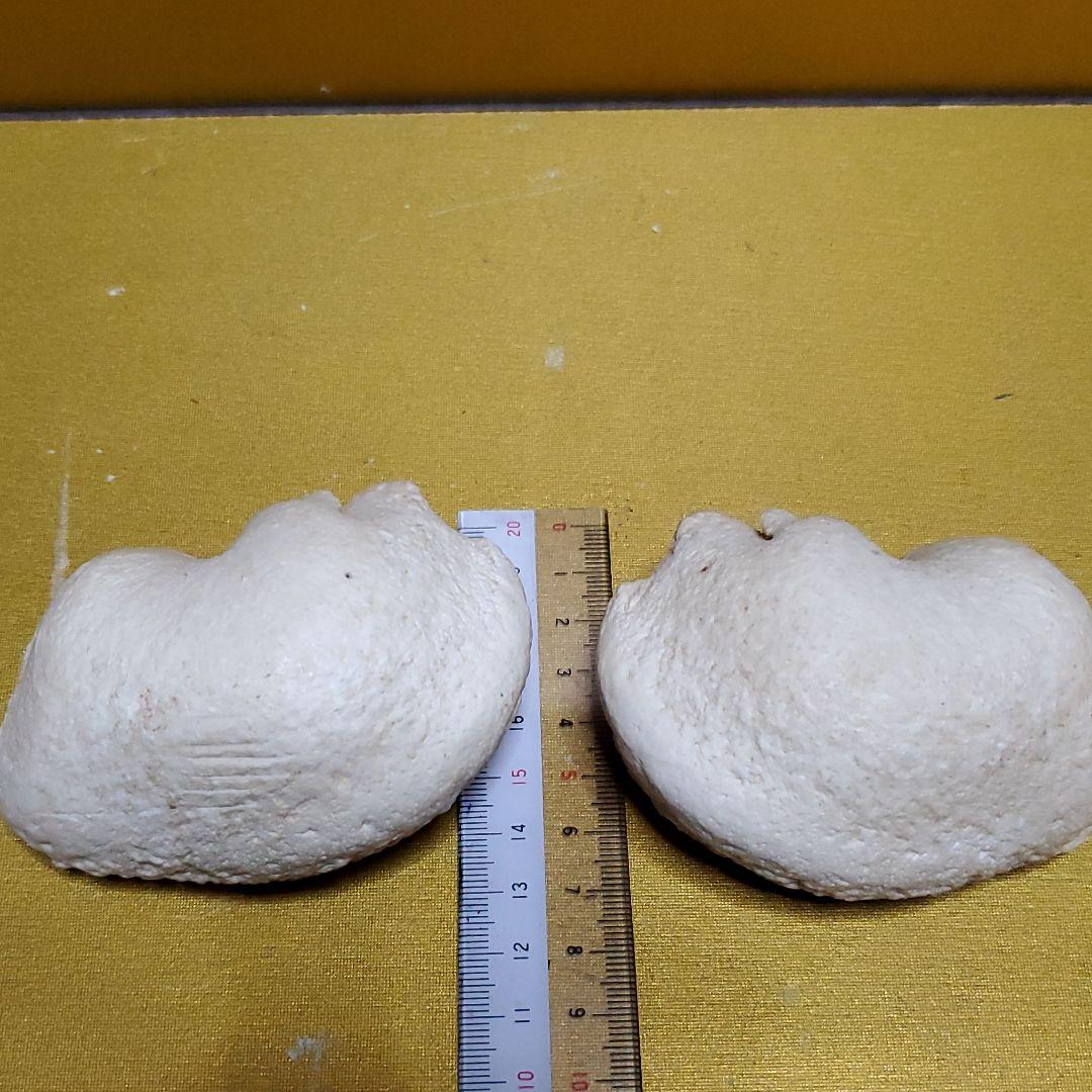 鯨耳　ミンククジラ　耳　一対