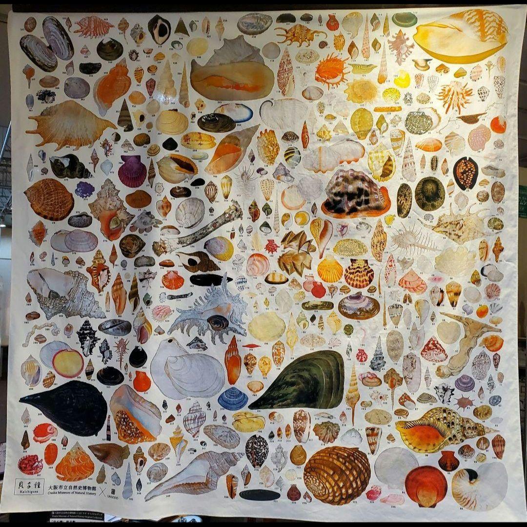 【未開封】貝千種