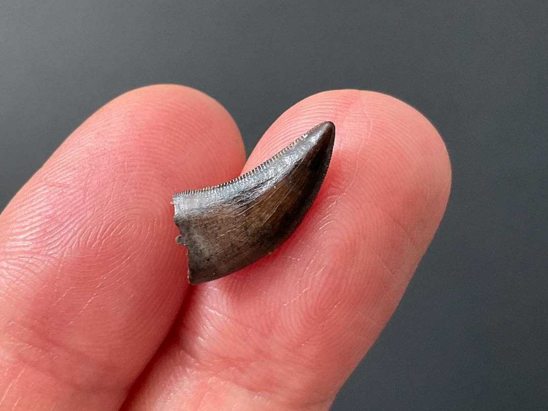 恐竜の歯 ティラノサウルス [DS411] 化石 希少 レア