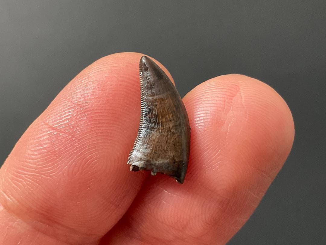 恐竜の歯 ティラノサウルス [DS411] 化石 希少 レア