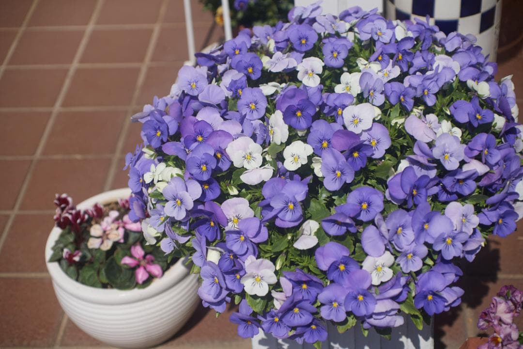 SMC PENTAX-M F1.4 /50mm KマウントL82