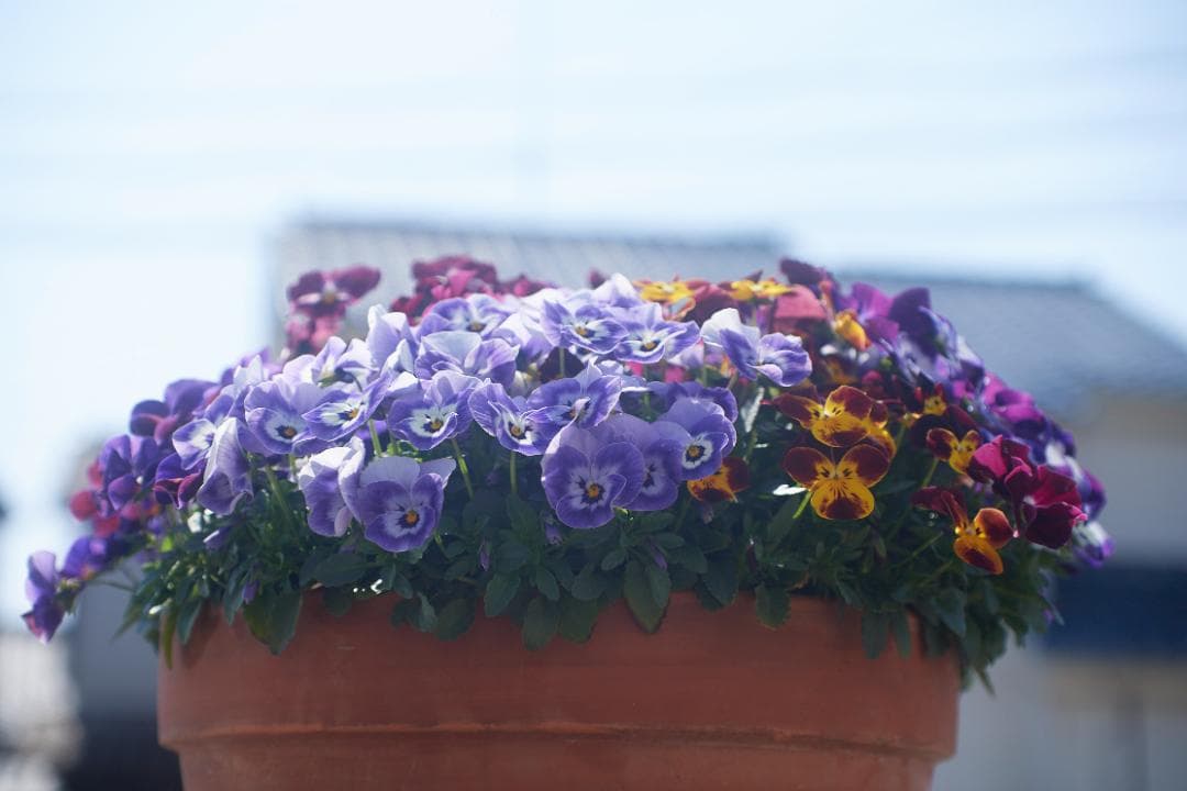 SMC PENTAX-M F1.4 /50mm KマウントL82