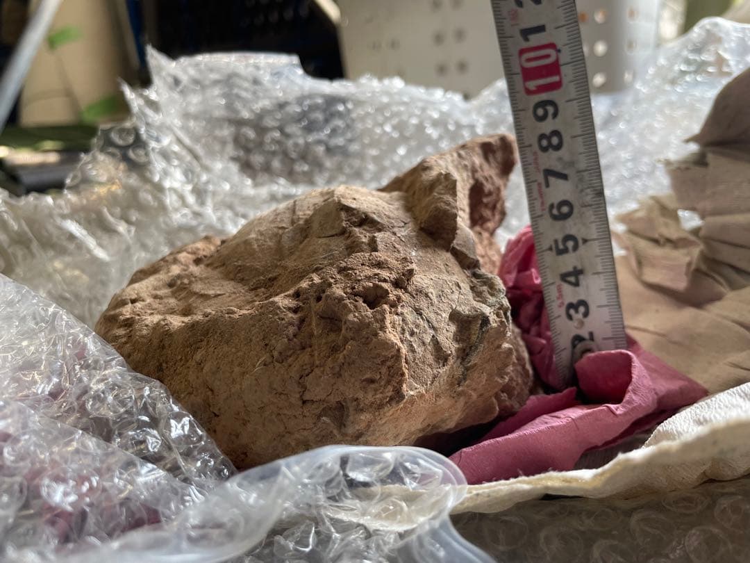 恐竜　化石　卵　たまご　1994年