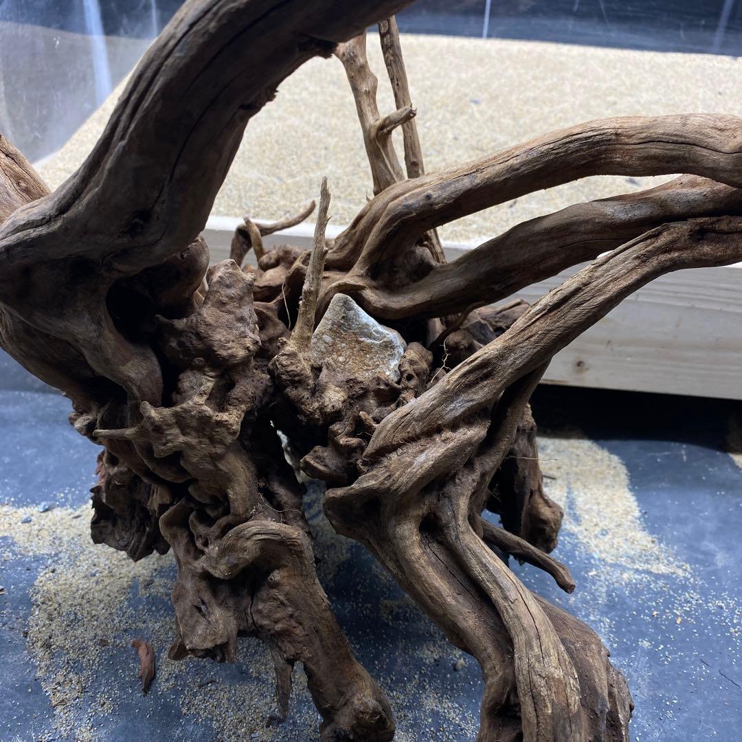 MSRW-6625 特大天然流木1点物　スリムウッド　アクアリウム