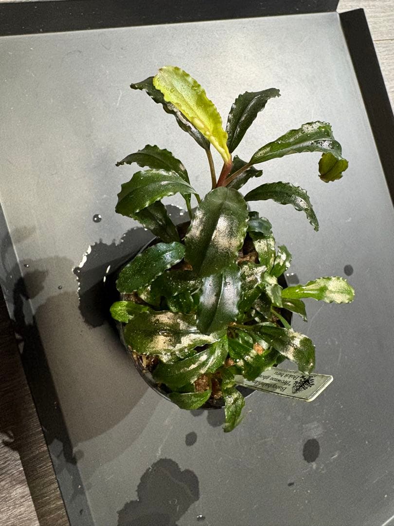 水草 Bucephalandra sp.brownie Ghost bukitbiru