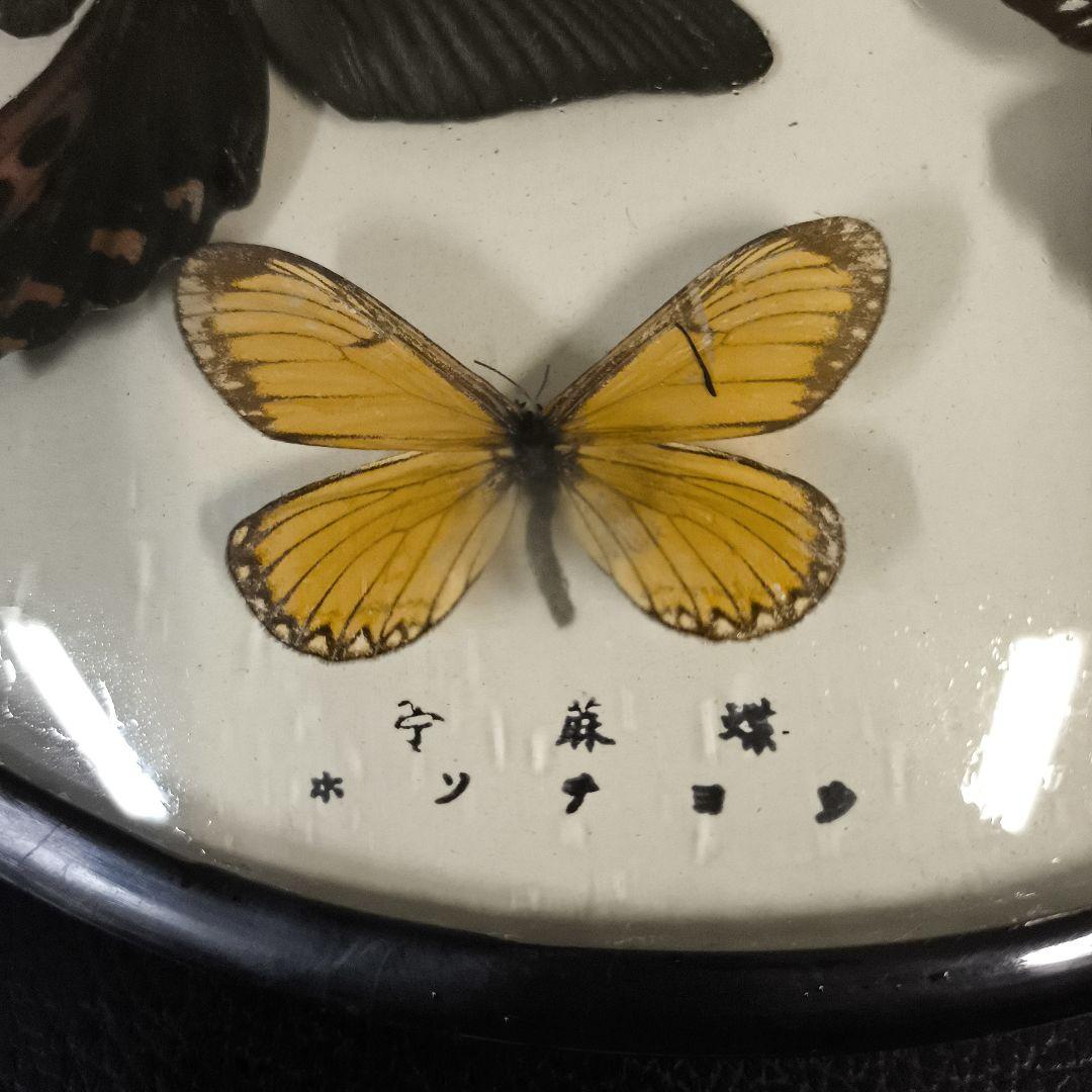 珍品★アトラスオオカバマダラ＜ヨナグニサン＞ 標本 611★他6種類