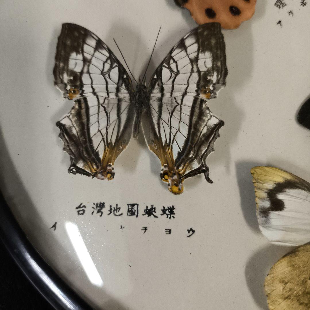 珍品★アトラスオオカバマダラ＜ヨナグニサン＞ 標本 611★他6種類