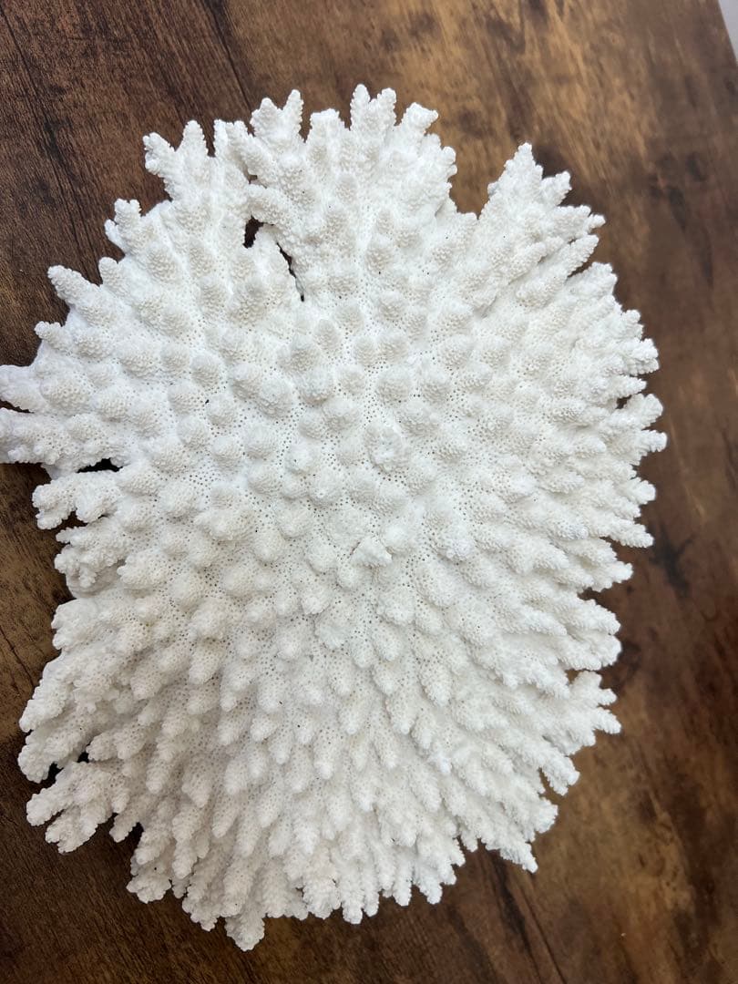 レア！ サンゴ 本物 珊瑚