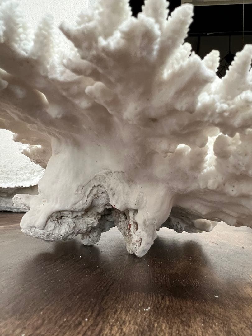 レア！ サンゴ 本物 珊瑚