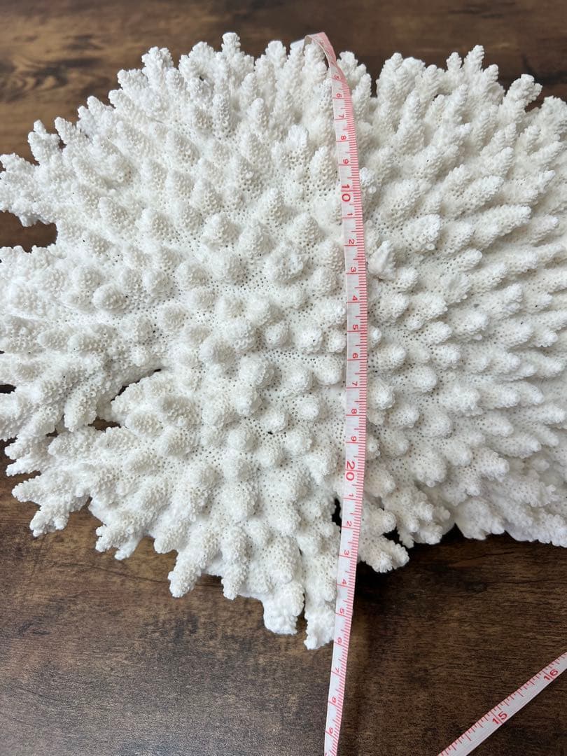 レア！ サンゴ 本物 珊瑚