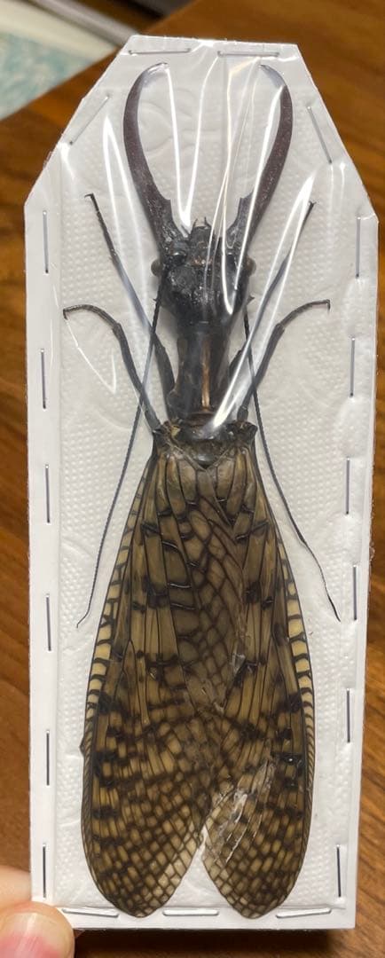 137mm オオキバヘビトンボ　標本