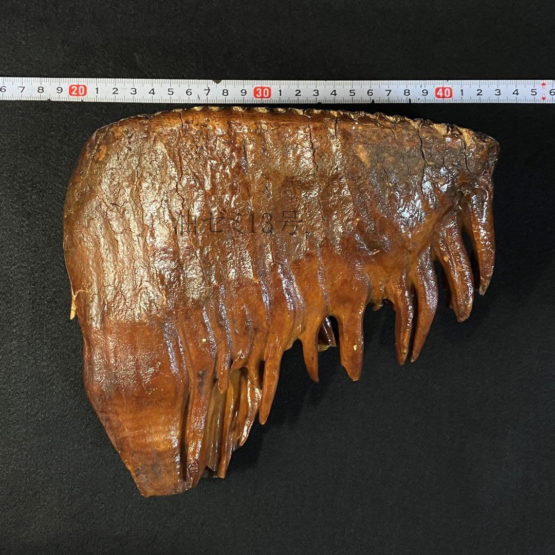 ケナガマンモス　臼歯　化石　コレクション