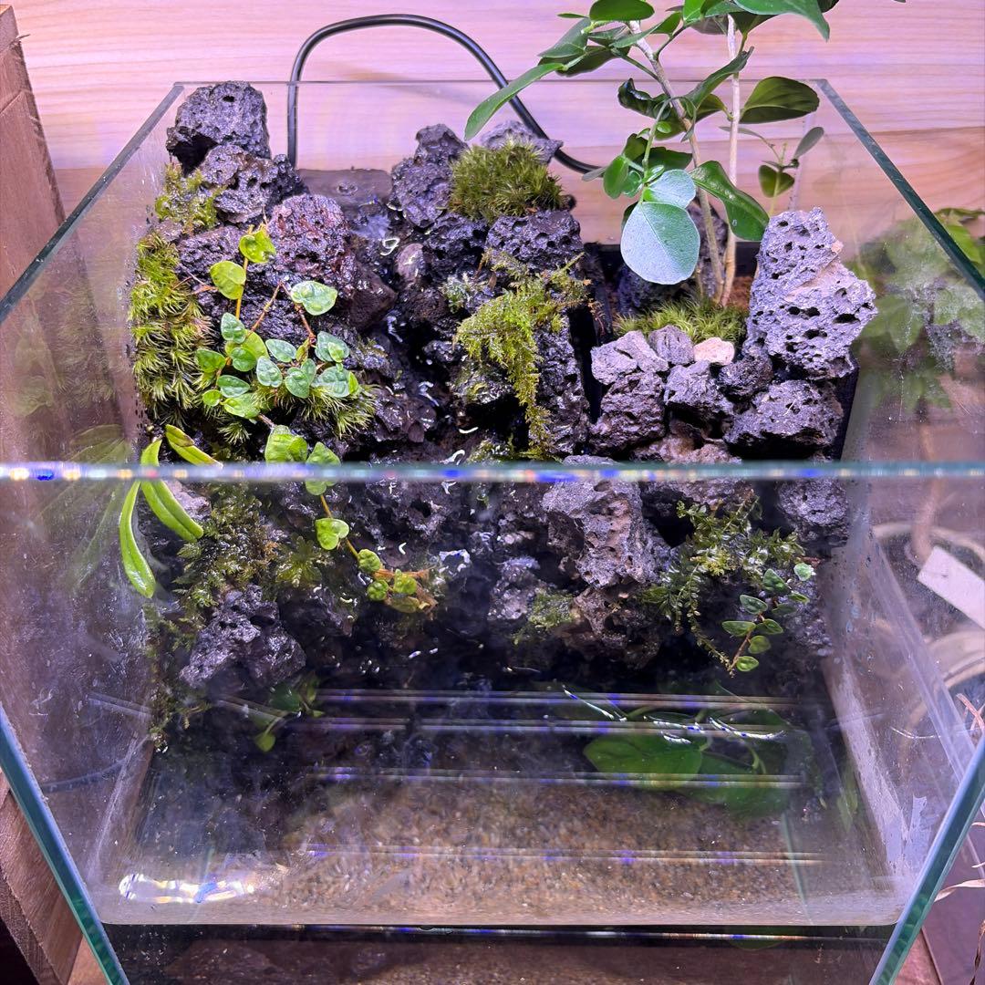 【受注生産】 アクアテラリウム　45センチ水槽