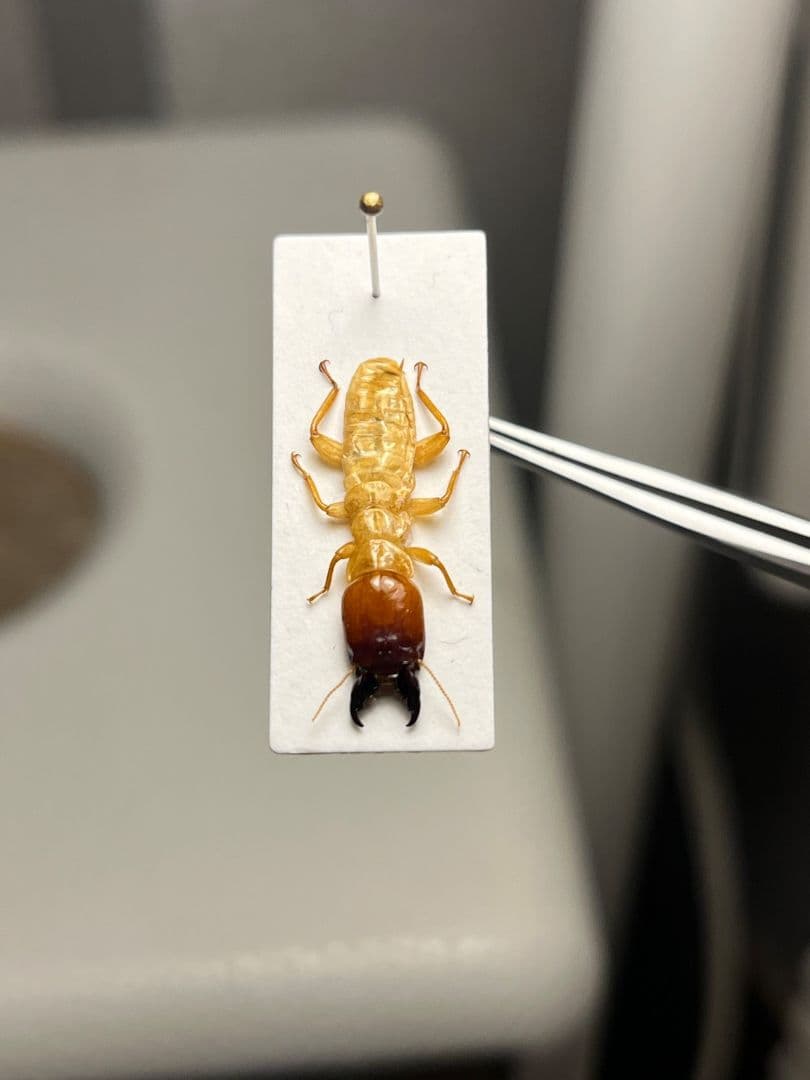 【21mm】オオシロアリ 標本 ゴキブリパラポネラ キバハリアリ ウロコアリ 蟻