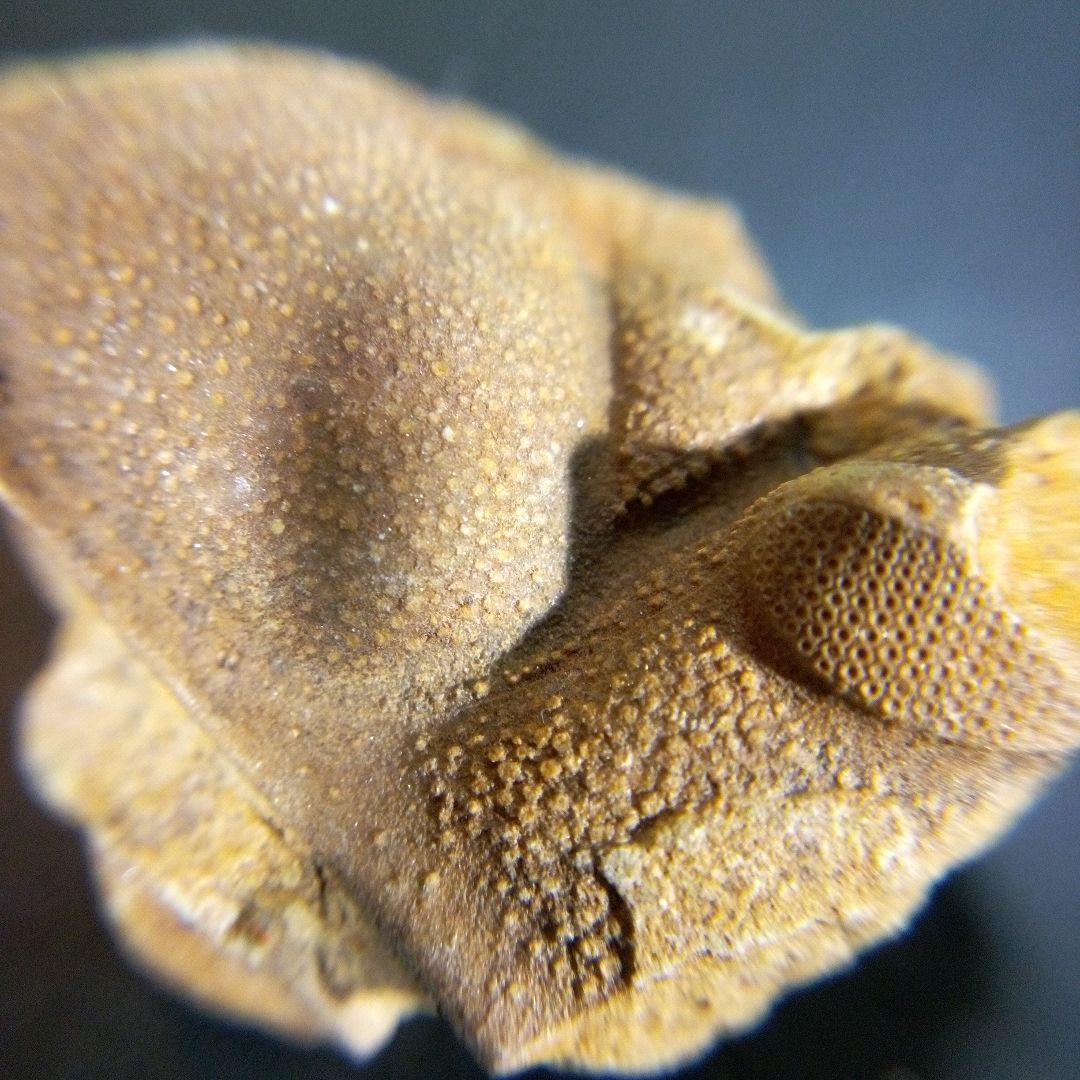 三葉虫　南米産　化石　fossil　ボリビア産　trilobite　南米化石郡⑩