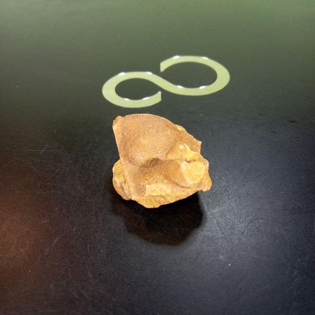 三葉虫　南米産　化石　fossil　ボリビア産　trilobite　南米化石郡⑩