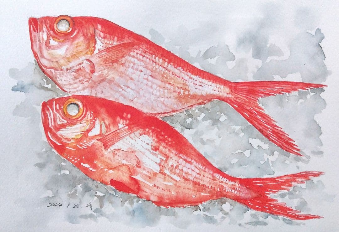 水彩画 『金目鯛』
