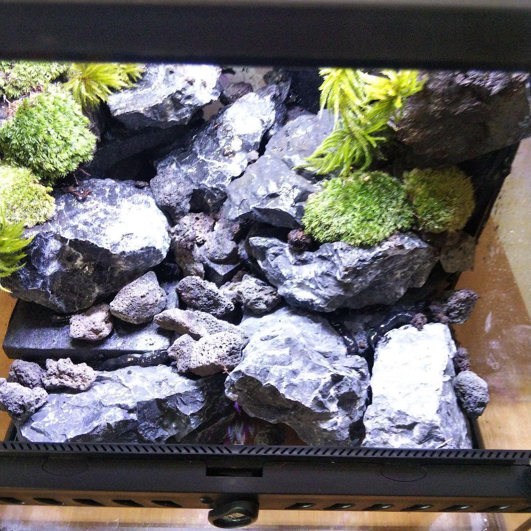 【受注生産】イモリウムグラステラリウム3030　苔テラリウム　アクアテラリウム