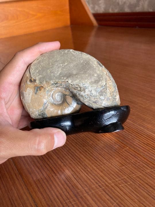 北海道　アンモナイト　羽幌　化石　/三葉虫　恐竜　釣り　インテリア　家具