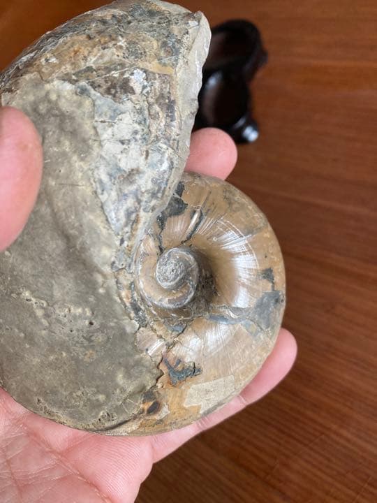 北海道　アンモナイト　羽幌　化石　/三葉虫　恐竜　釣り　インテリア　家具