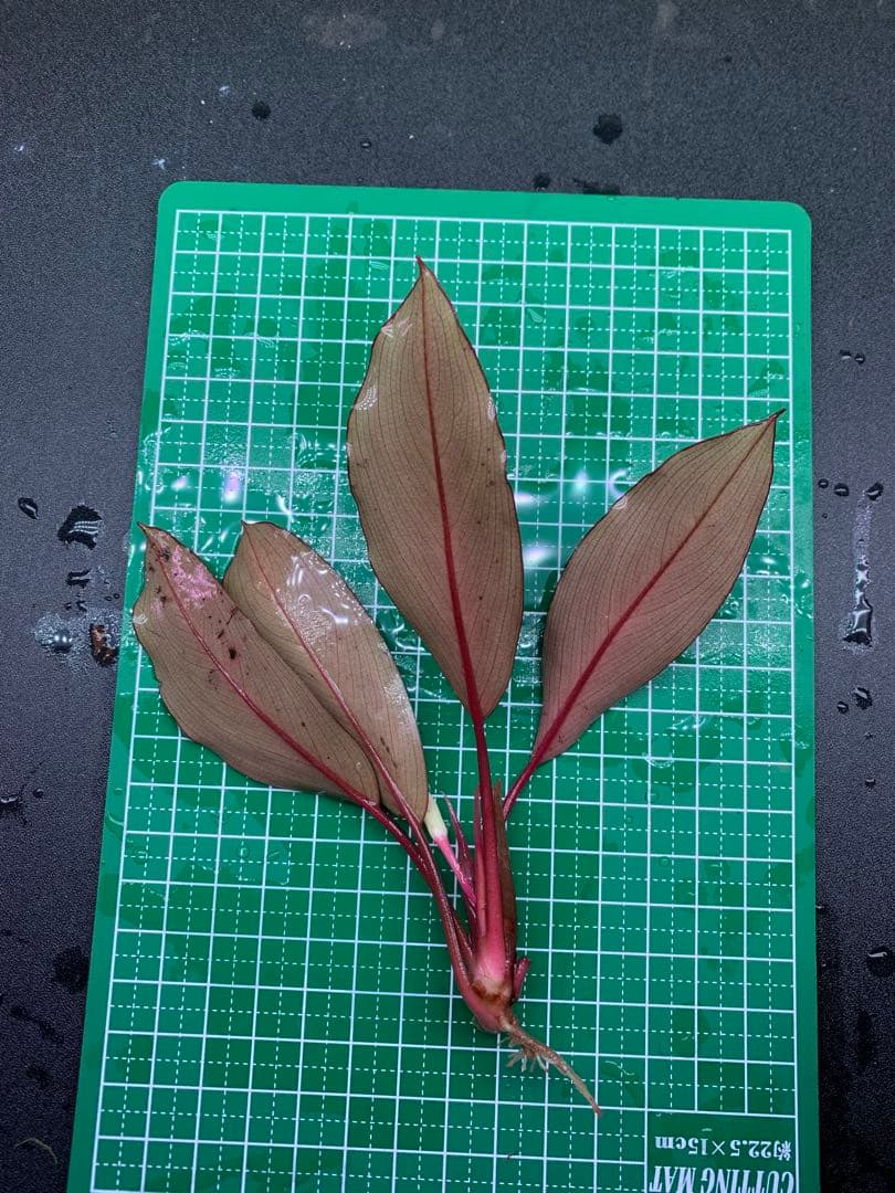 水草 Bucephalandra Gholiat Silver Dark Gray