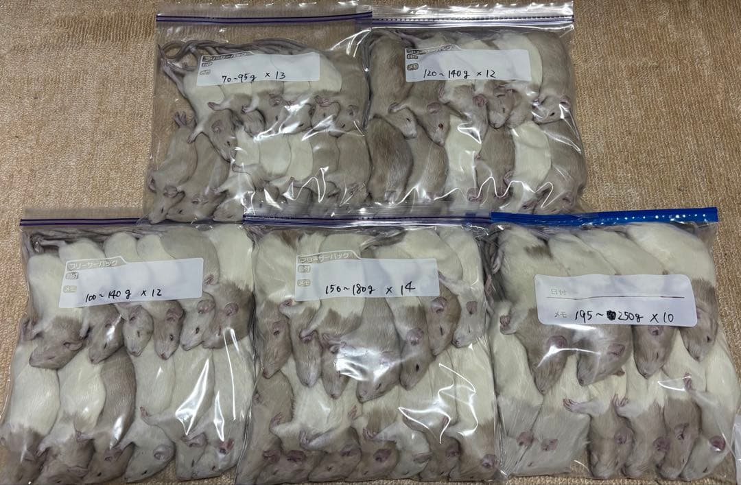 ラット　冷凍　75匹　70〜270gミックス
