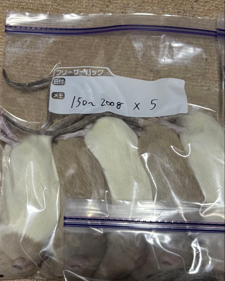 ラット　冷凍　75匹　70〜270gミックス