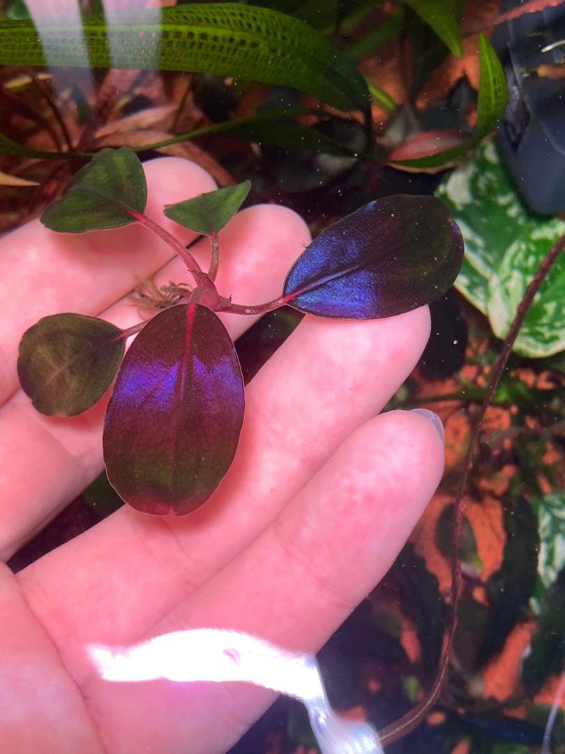 ひ*ろ様 Bucephalandra sp. Violet Bolsom 5株