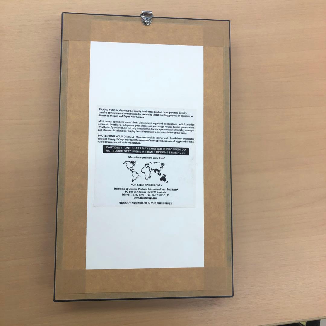 幸せ蝶々の標本。