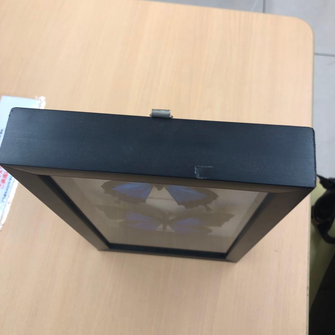 幸せ蝶々の標本。