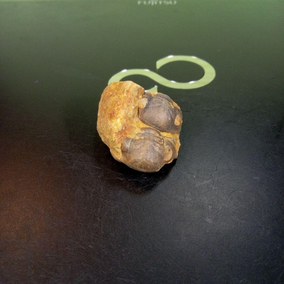 三葉虫　化石　fossil　ボリビア　trilobite　海生動物　三葉虫識別⑨