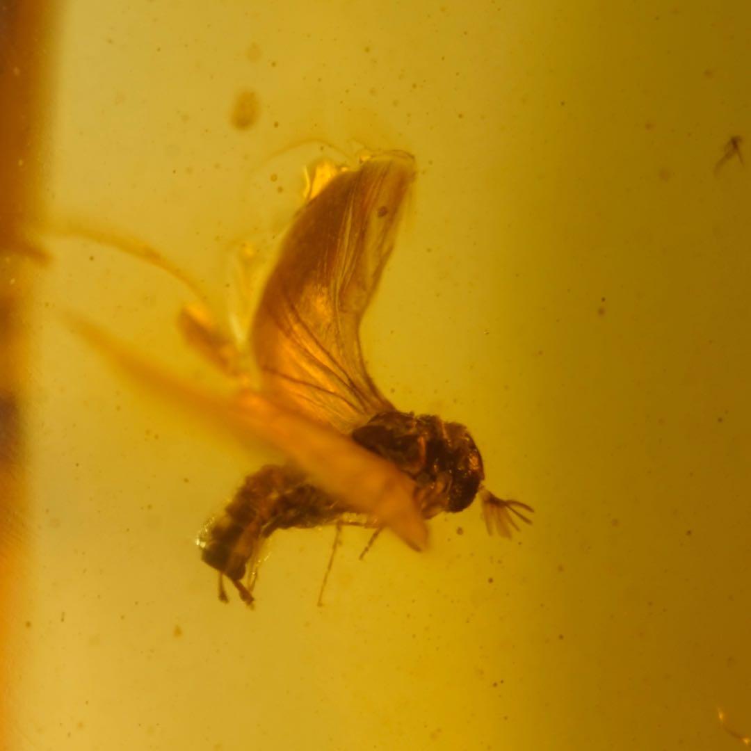 レア極上品TT0000虫入り琥珀化石非常に珍しい Strepsiptera