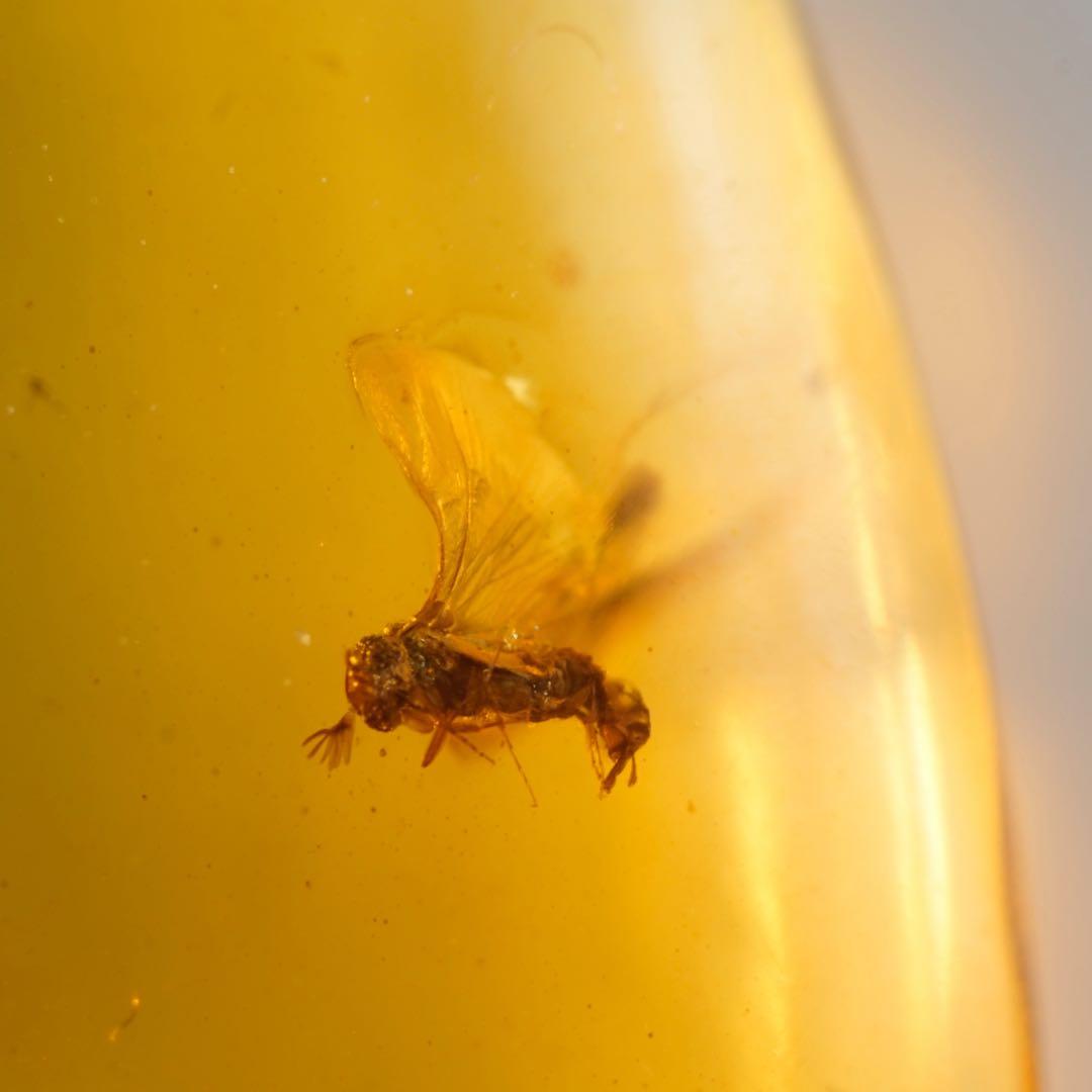 レア極上品TT0000虫入り琥珀化石非常に珍しい Strepsiptera