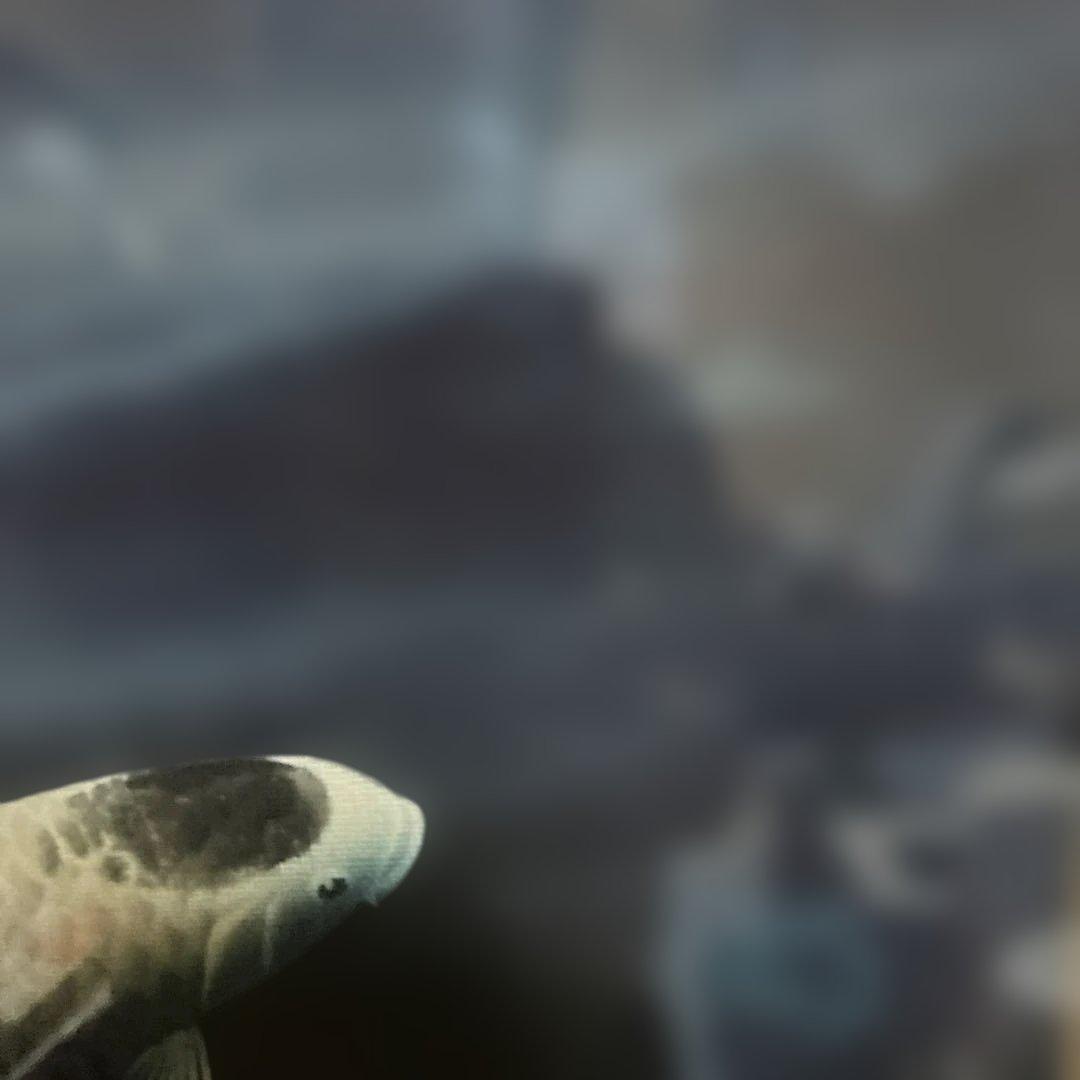 作者　海野春峰（うんのしゅんぽう）　「錦鯉」　美術名鑑評価　（最高傑作十号）