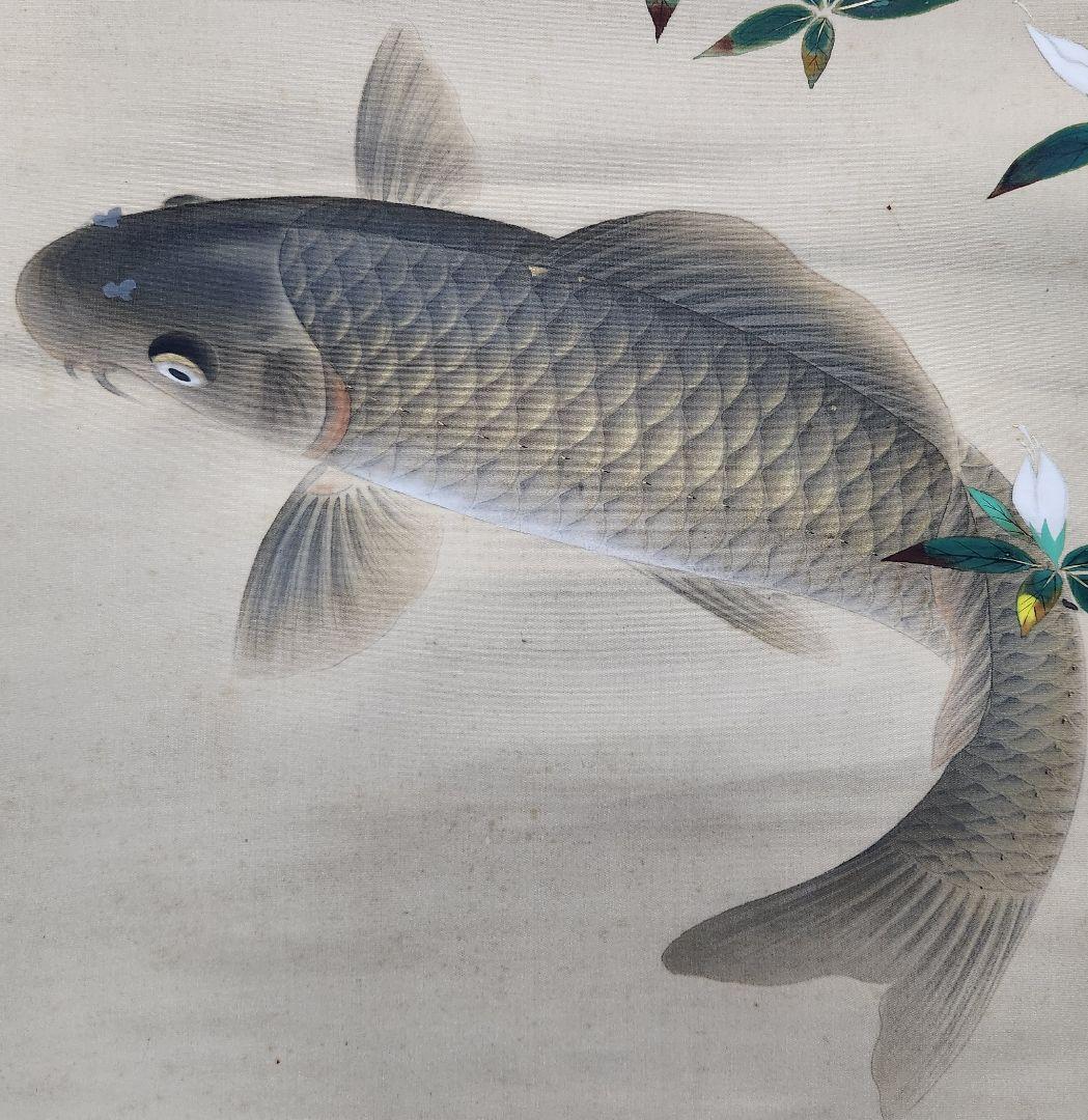 【遊鯉図】佐野光穂 2639 コイ 掛け軸　肉筆